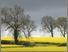 [thumbnail of Commons-Governance-of-Shared-Assets_FINAL_PDF.pdf]
